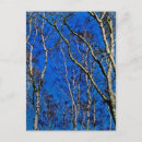 Recherche de bouleau argenté cartes postales Arbres