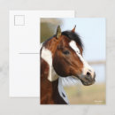 Recherche de étalon cartes postales Animal