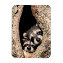 Recherche de raton laveur magnets Animaux