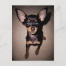 Suche nach dobermann pinscher postkarten Hündchen