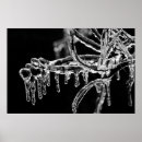 Suche nach eis pflanze poster Natur