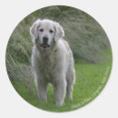 Recherche de enduit autocollants Photographe canin