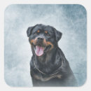 Recherche de chiot rottweiler autocollants Animal