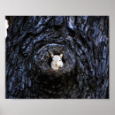 Suche nach baby eichhörnchen poster Natur