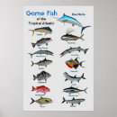 Recherche de poissons tropicaux posters Coloré