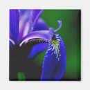 Suche nach schwertlilie magnete Blume