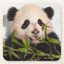 Recherche de pandas mignons dessous de verres Photographie animale