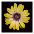 Recherche de marguerite africaine posters Floral