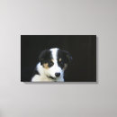Suche nach border collie leinwandbilder Headshot