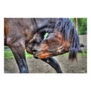 Suche nach percheron poster Pferd