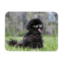 Suche nach schwarze spitze magnete Zwergspitz