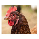 Suche nach roter vogel poster Huhn