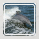 Suche nach delphine einladungen Fische