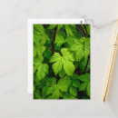 Suche nach grüne reben postkarten Natur