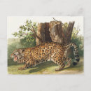 Recherche de jaguars cartes postales Mammifère