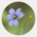 Recherche de fleur nationale autocollants Floral