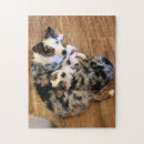 Recherche de chiens de berger australiens puzzles Berger australien miniature