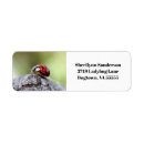 Recherche de coccinelle photographie Faune