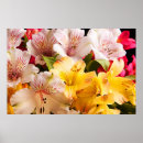 Suche nach peruanische lilie poster Alstroemeria