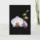 Suche nach phalaenopsis karten Weiß