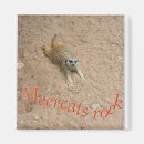 Suche nach meercats Wild