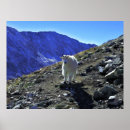 Suche nach wilde ziege poster Bergziege