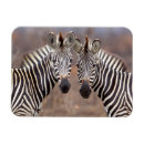 Recherche de parc national de kruger magnets Jour