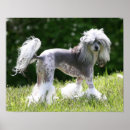 Recherche de powderpuff Chien