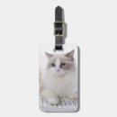 Recherche de chat de ragdoll Chaton