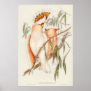 Suche nach gould poster Vogelvogel