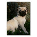 Suche nach kitz mops postkarten 12 wochen