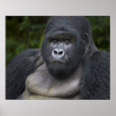 Suche nach silverbacks Gorilla