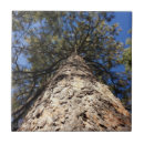 Recherche de pins carreaux Sapin