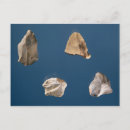 Recherche de silex cartes postales Pierre