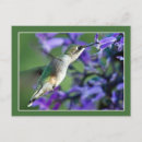 Suche nach kolibris postkarten Farbenfroh
