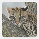 Suche nach für gefangene aufkleber Usa