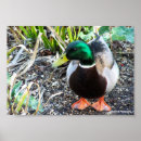 Suche nach männliche ente poster Natur