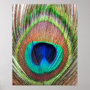 Suche nach vogelfedern poster Tier