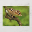 Recherche de tamia cartes postales Animal