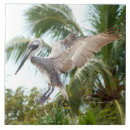 Suche nach pelikan fliesen Vogel