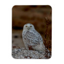 Recherche de chouettes magnets Faune