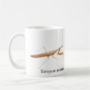 Recherche de mante tasses Insecte