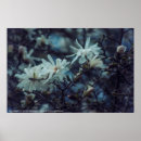 Suche nach weiße magnolien poster Natur