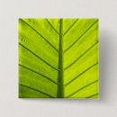 Recherche de feuillage vert badges Plante