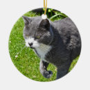 Suche nach graue katzen ornamente Haustier