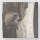 Recherche de australien dessous de verres Animal