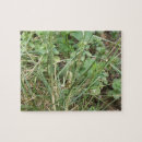 Suche nach heuschrecken puzzle Insekten