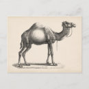 Recherche de camel cartes postales Antique