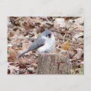 Recherche de tireur cartes postales Faune