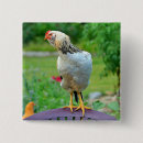 Recherche de coq badges Poulet